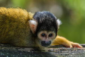 Totenkopfaffe - Black-capped Squirrel Monkey